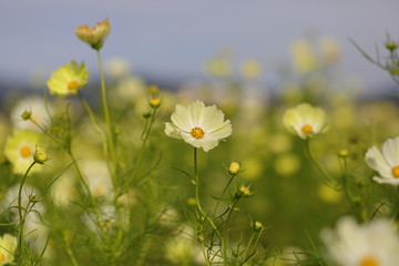 Cosmos field