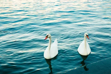 Photo sur Aluminium Cygne Deux cygnes blancs dans la rivière au coucher du soleil. Amour de cygne. Cygne. Eau bleue et oiseaux gracieux. Fond romantique.