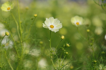 Cosmos field