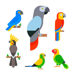 Obraz premium Parrots birds breed species animal nature tropical parakeets education colorful pet vector illustration