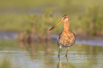 Suspicious Black-tailed Godwit wader bird suspiciously looking in the camera