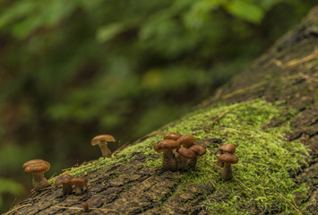 Poisonous mushroom on old trunk of fallen tree