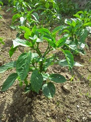 pepper plant