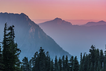 Pine Trees in front of Hazy Purple Sunset © kellyvandellen