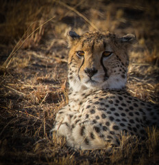 Cheetah