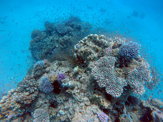 Coral reef in the Red Sea