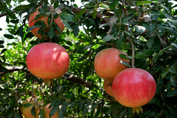 Pomegranates on the tree in the orchard