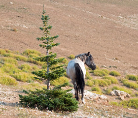 Blue Roan Stallion wild horse in the Pryor Mountains Wild Horse Range in Montana United States
