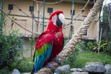 colorful portrait of amazon red macaw parrot against jungle side view of wild ara parrot head in cage