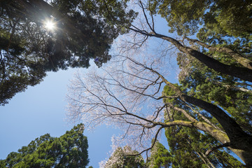 杉林に囲まれた江戸彼岸桜の木と太陽