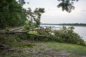 The tree was destroyed by the storm's intensity