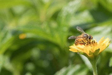 A beautiful bee on yellow flower with Nature background