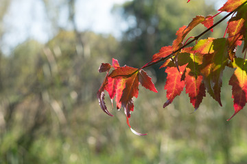 autumn red leaves