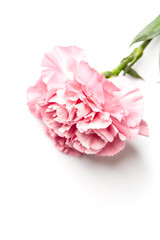 pink carnation flower isolated on white