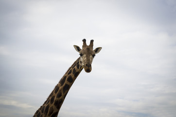 close up of a giraffe in front of some green trees looking at the camera as if to say you looking