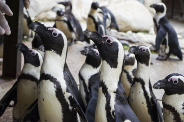 Obraz premium african penguins at the zoo