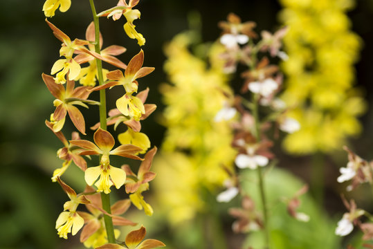花のボケをバックにエビネの花