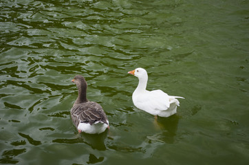 Ducks on water