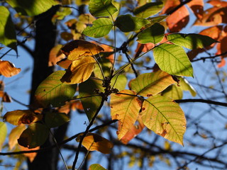 Fototapeta na wymiar colorful and sunlit fall foliage 