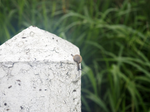Snails walk slowly on the old white mile pillars - Closeup image