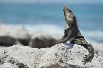 iguana sun bath