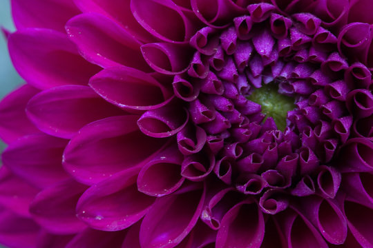 Purple Dahlia Macro