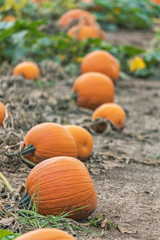 Line of orange pumpkins lying in farm field ready for harvest