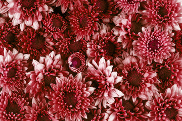   many fresh red pink flower as pattern texture background , love romance and relaxing concept