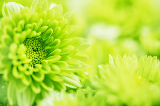 Soft fresh green flower for love romantic dreamy background , fresh and relax concept