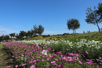 馬見丘陵公園の秋景色