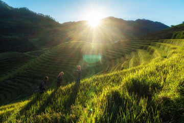 Three Undefined Vietnamese Hmong children are walking in rice terrace when the sunset time with lens flare at mam xoi of mu cang chai district,Yenbai province, northwest of Vietnam.