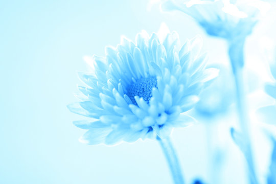 Fototapeta Soft sweet blue flower for love romantic dreamy background , fresh and relax concept