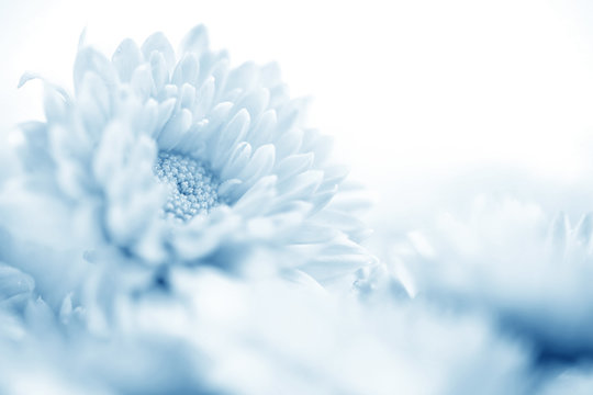 Fototapeta Soft sweet blue flower for love romantic dreamy background , fresh and relax concept