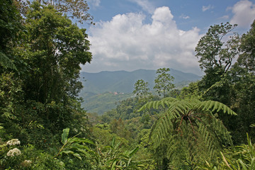 View of open and verdant green jungle in Borneo, near Mt Kinabalu, Sabah, Malaysia