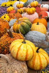 Pumpkins and squash, various of sizes and colors. 