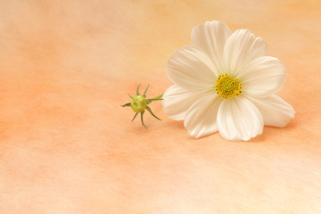 Fototapeta na wymiar white cosmos flower on autumn mood