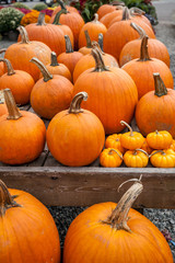 Pile of pumpkins