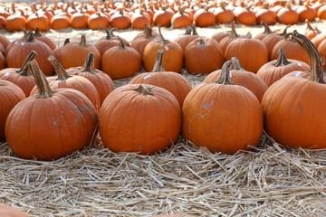 Pumpkins at the market