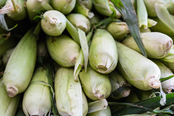 Organic Corn Still In The Husk at a Local Farmer's Market