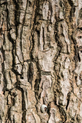 bark of teak wood