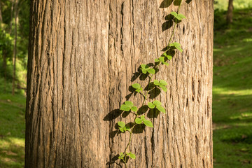 parasite plant on teak tree