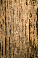 bark of teak wood