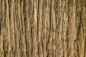 bark of teak wood