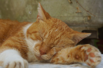 眠る茶猫