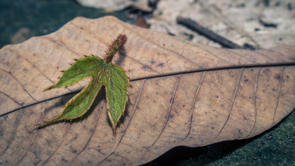 Fresh young green fallen leaf on brown dry leaf on the ground