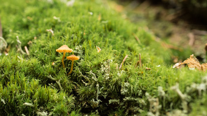 Two yellow fragile mushrooms in swamp.