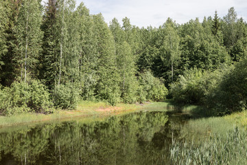 Magical summer swamp deep in the forest.