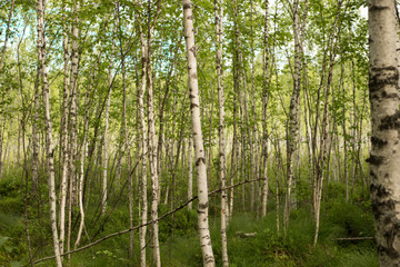 Fototapeta na wymiar A birch is a thin-leaved deciduous hardwood tree.