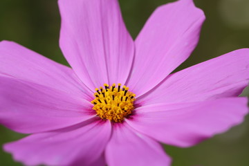 Cosmos