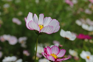 Obraz premium Cosmos